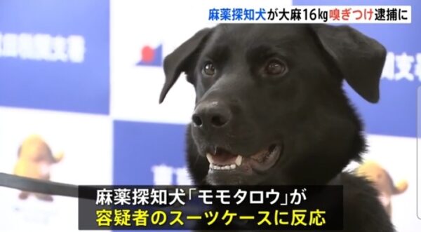 麻薬探知犬モモタロウ画像