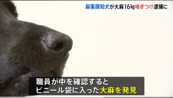 麻薬探知犬モモタロウ画像